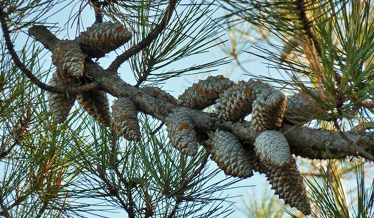 What is a Knobcone Pinecone?