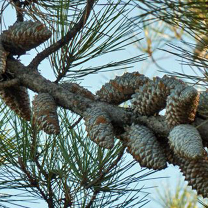 What is a Knobcone Pinecone?