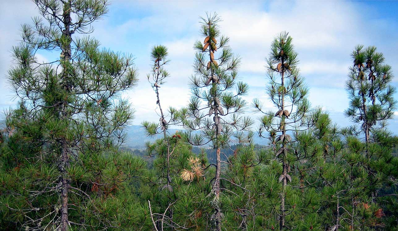 Where to Find Knobcone Pine Cones
