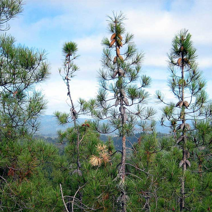 Where to Find Knobcone Pine Cones