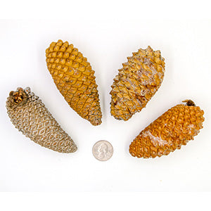 Pinecones