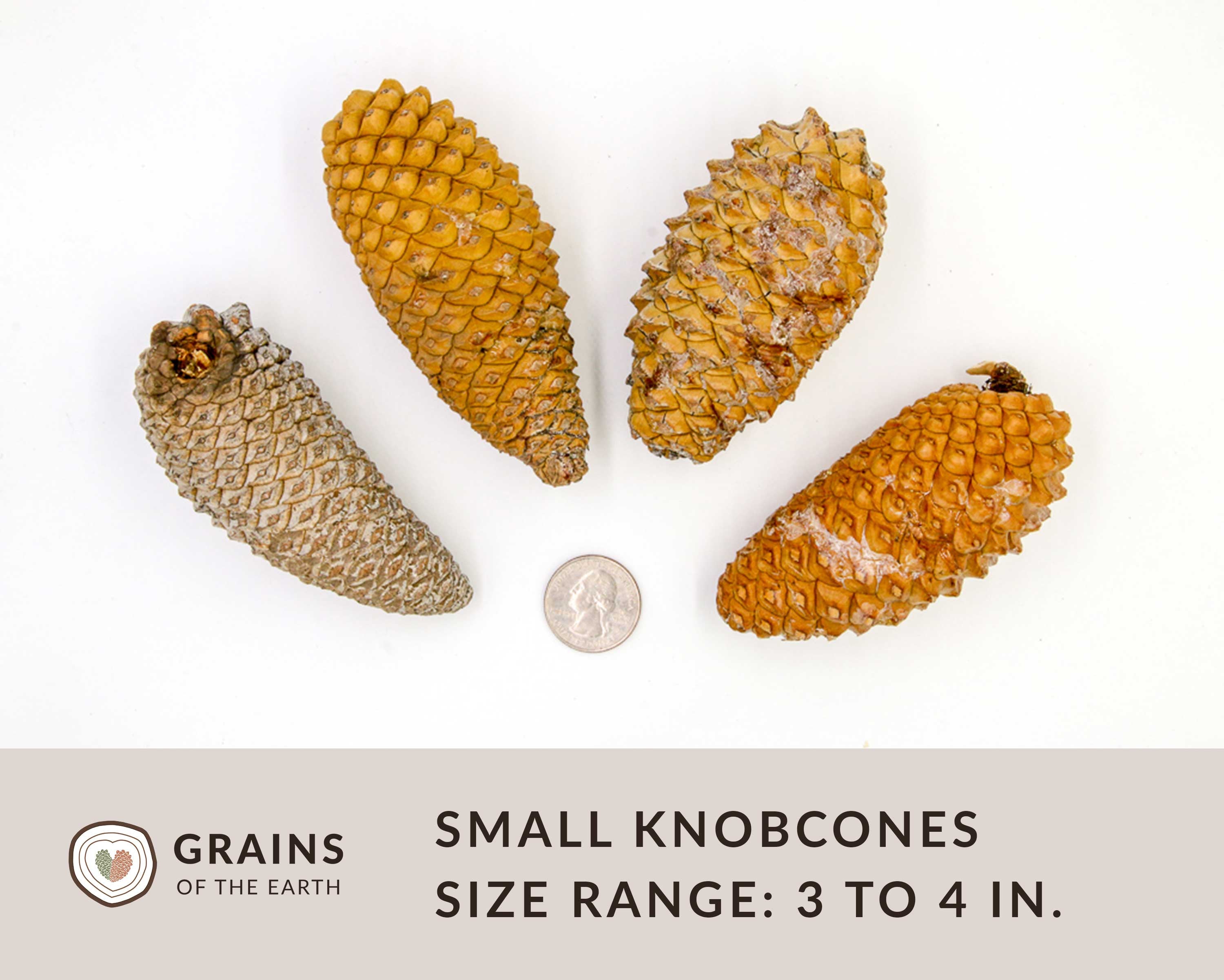 50 Knobcone Pinecones - CLEANED
