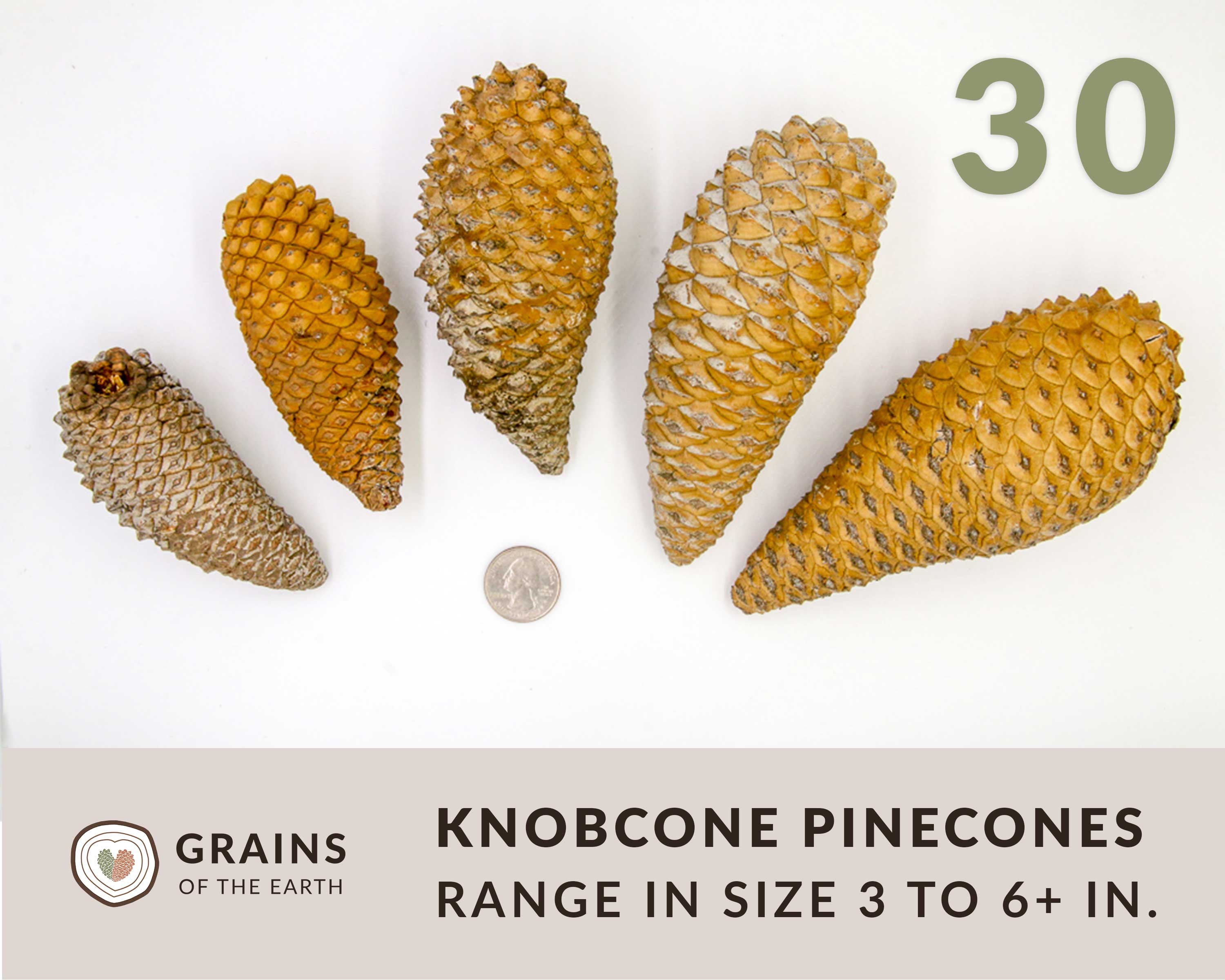 30 Knobcone Pinecones - CLEANED
