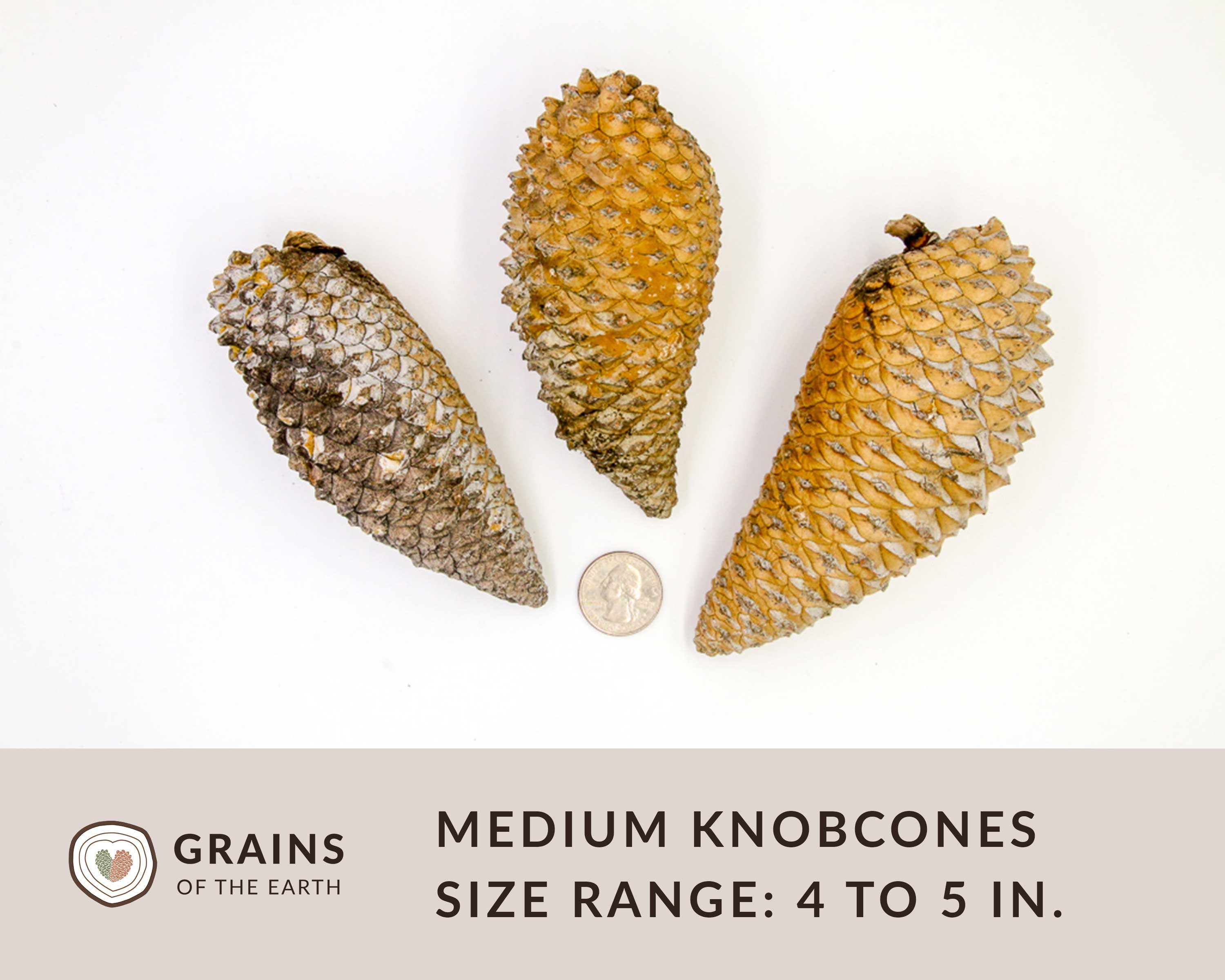 10 Knobcone Pinecones - CLEANED