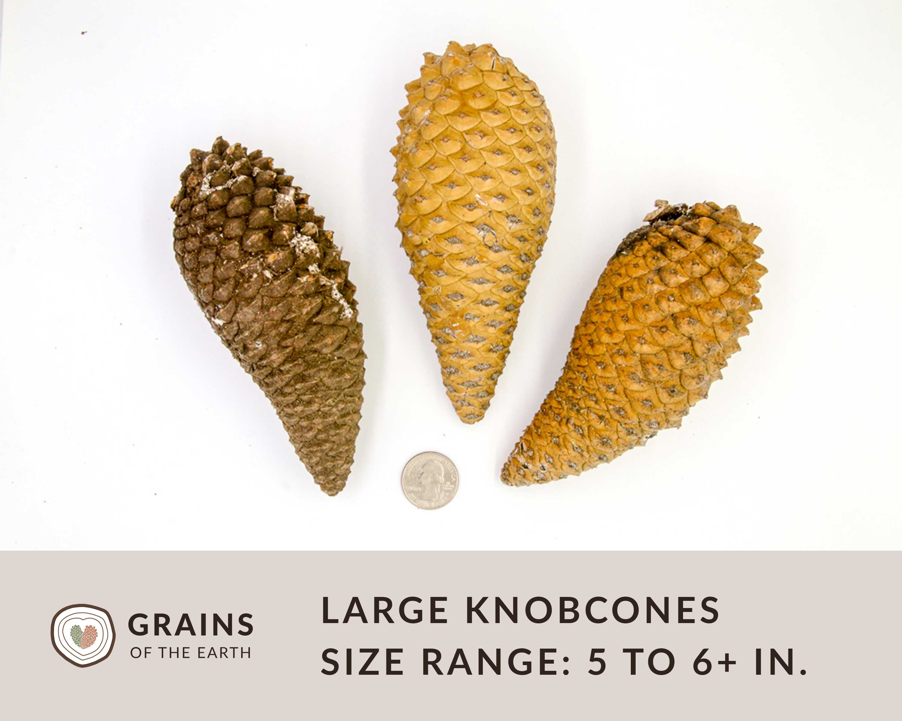 50 Knobcone Pinecones - CLEANED
