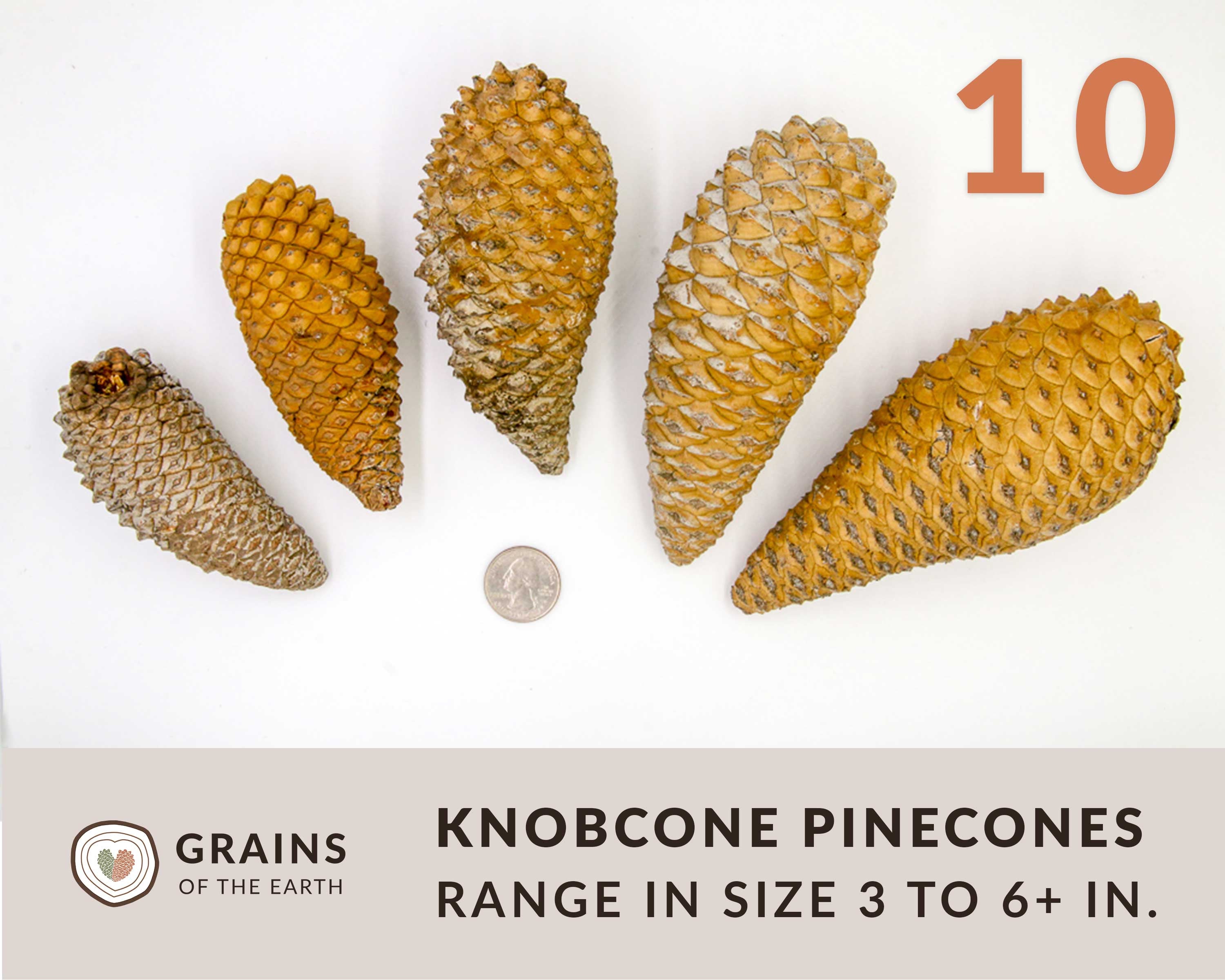 10 Knobcone Pinecones - CLEANED