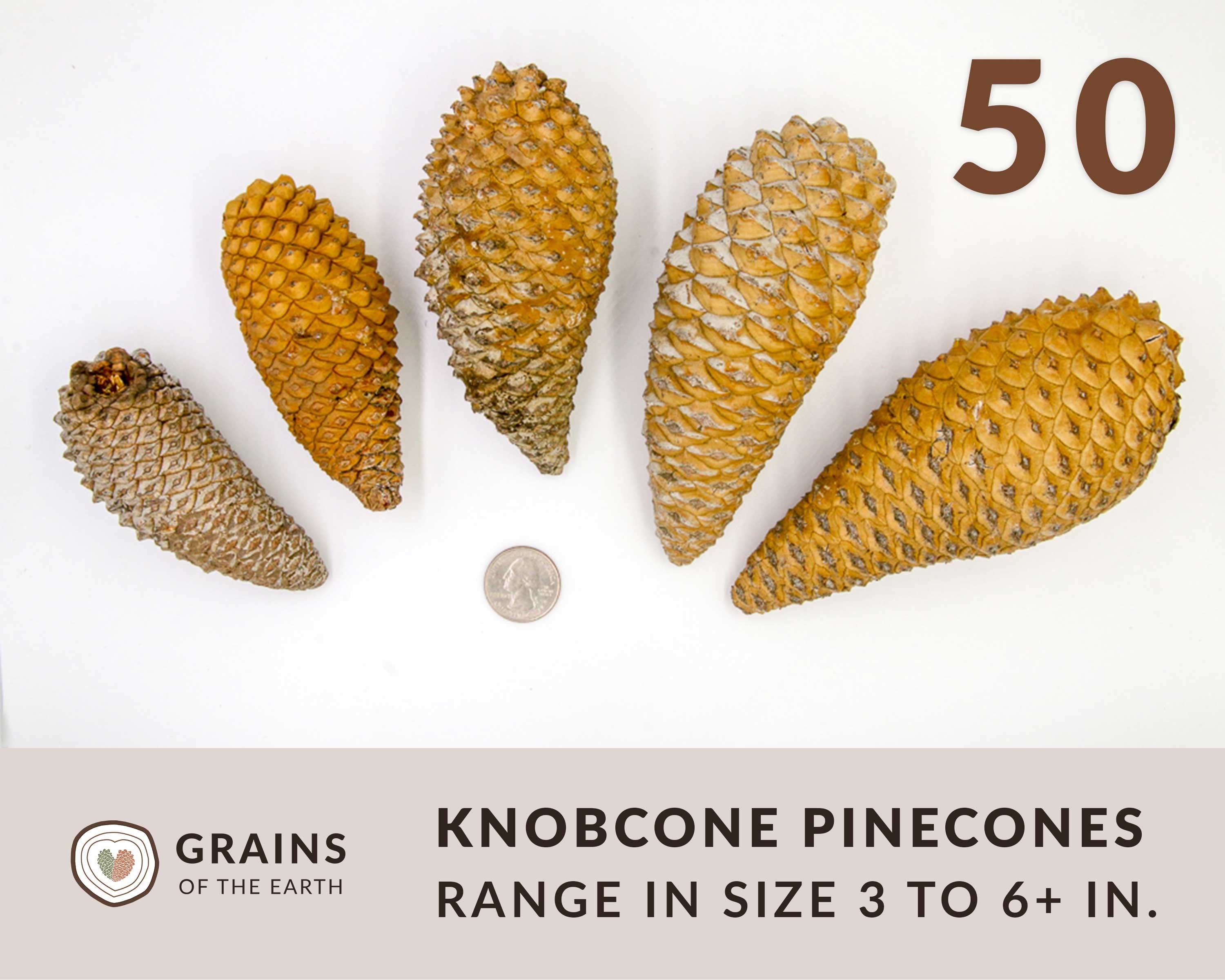 50 Knobcone Pinecones - CLEANED